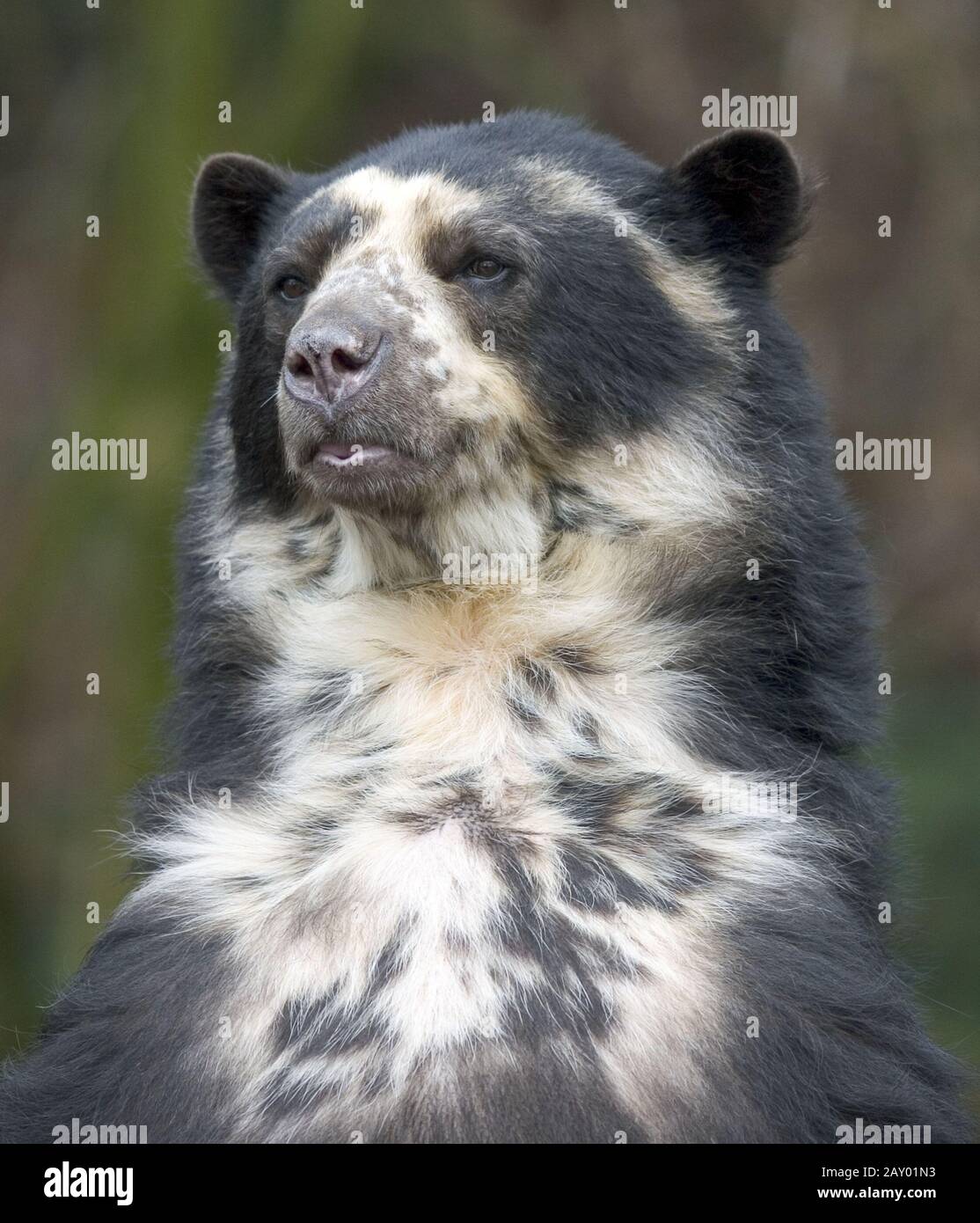 Brillenbaer, Andenbaer, Tremarctos ornatus, Spectacled Bear, Andean Bear Stock Photo