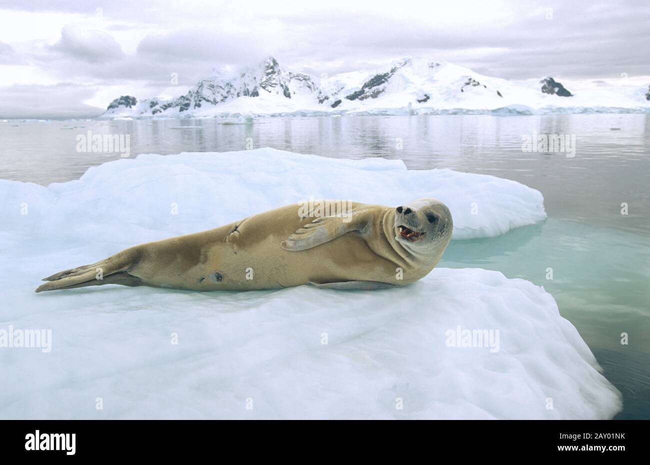 Krabbenfresserrobbe, Lobodon carcinophagus, Crab-eater Seal, Antarctic peninsula, Antarktis Stock Photo