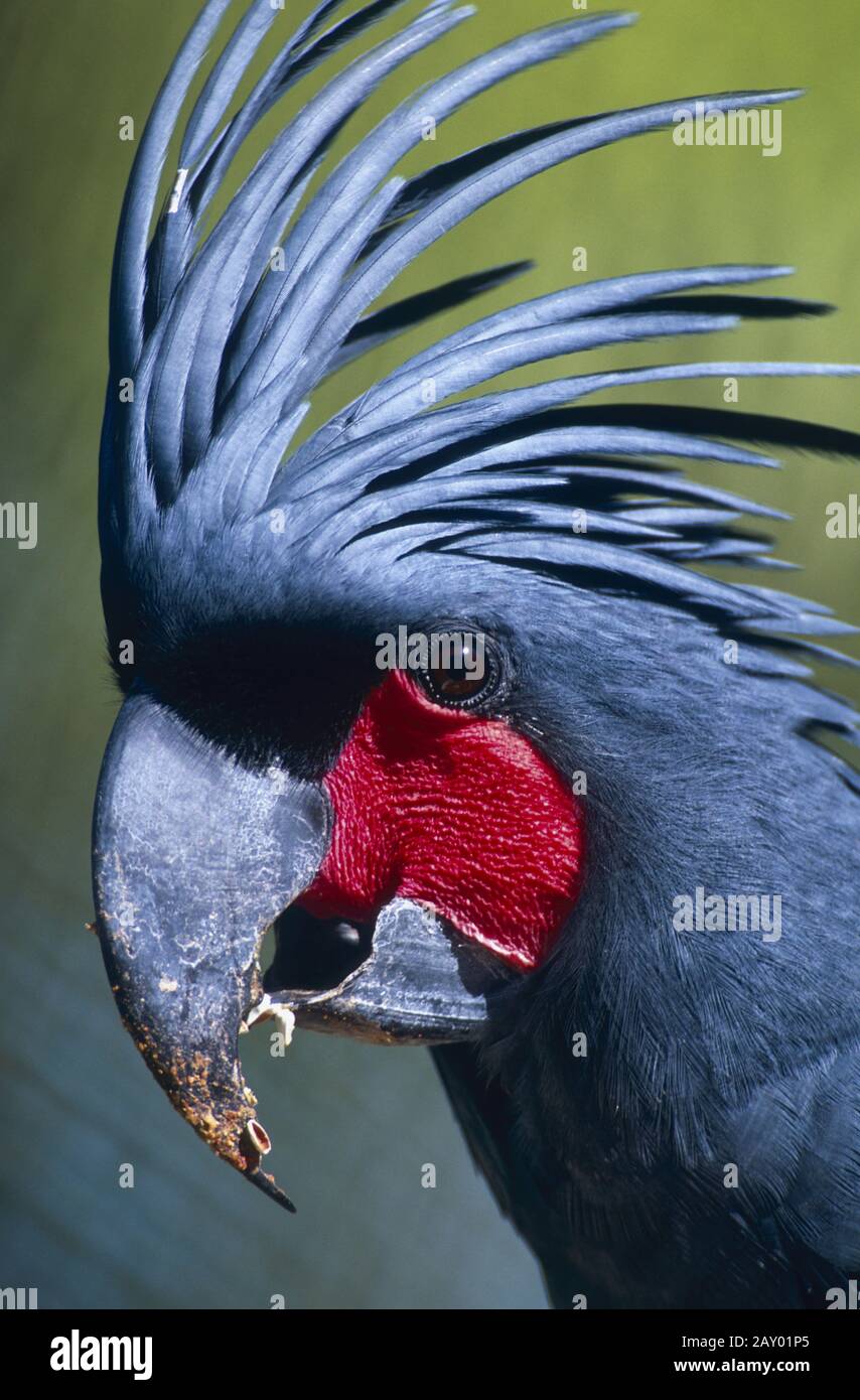 cockatoo palms, arrackakadu palms, probosciger aterrimus Stock Photo