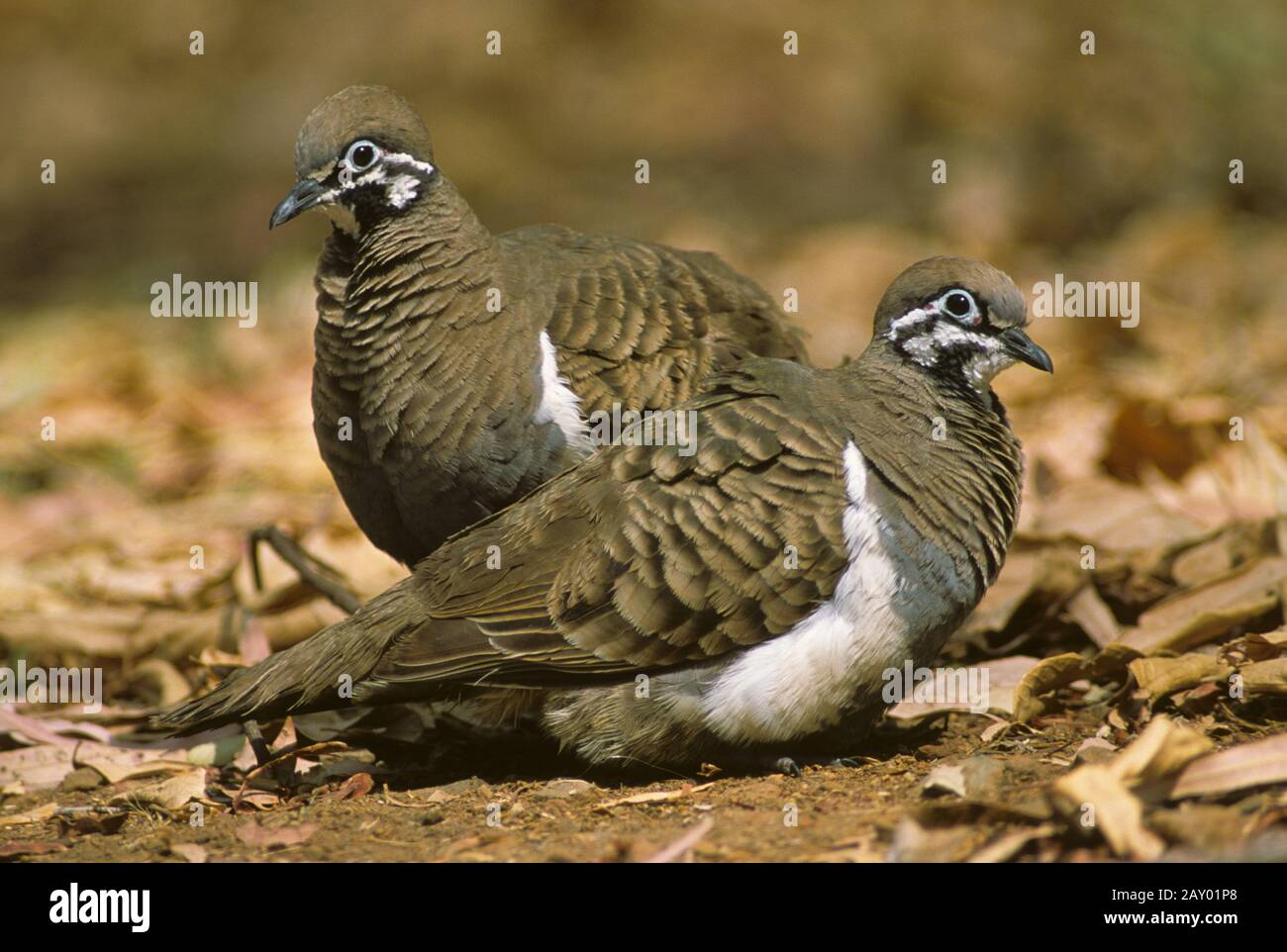 buchstabentaube, geophaps scripta, squatter pigeon, Northern Squatter-Pigeon, Partridge Bronzewing, Southern Squatter Pigeon, So Stock Photo