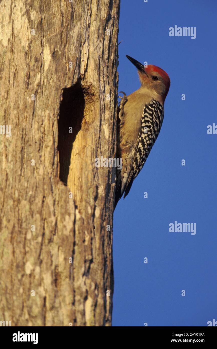 carolina woodpecker, carolina woodpecker, melanerpes carolinus, red-bellied woodpecker Stock Photo