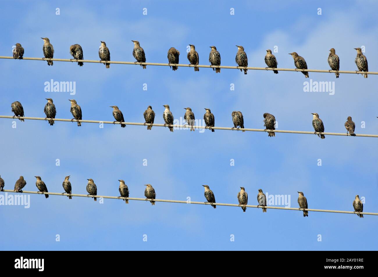 Starling, Sturnus vulgaris, Common Starling, starlings gather for bird migration on wire Stock Photo