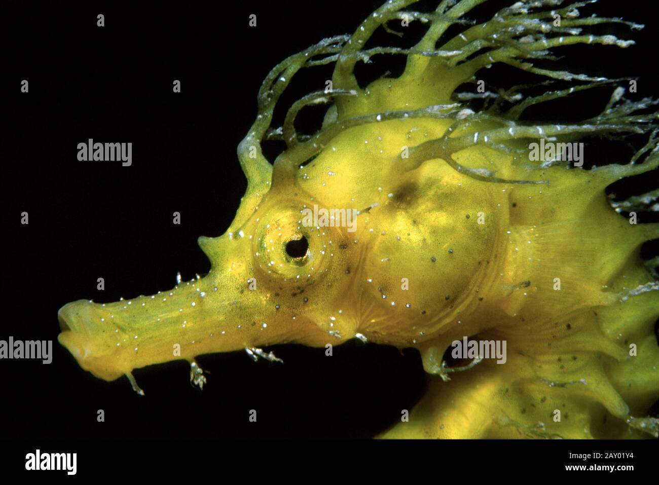 slender seahorse, Hippocampus reidi Stock Photo
