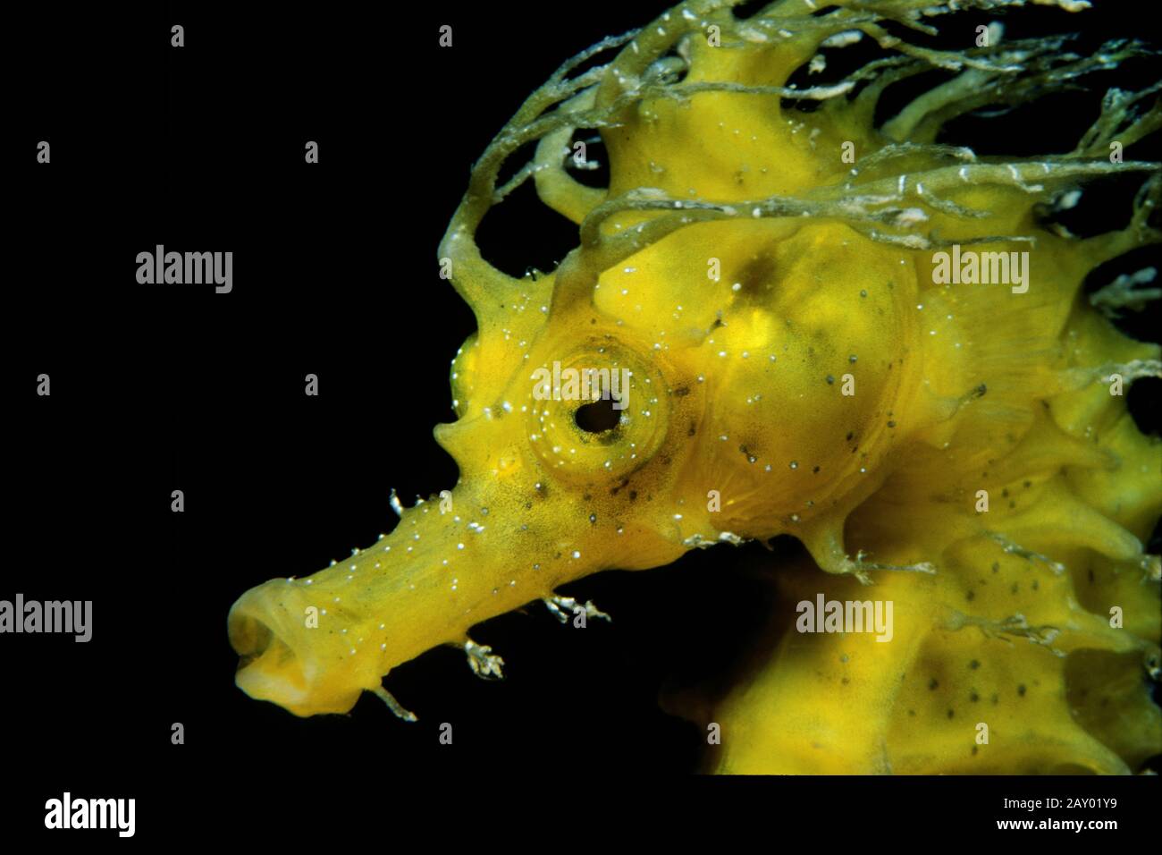 slender seahorse, Hippocampus reidi Stock Photo