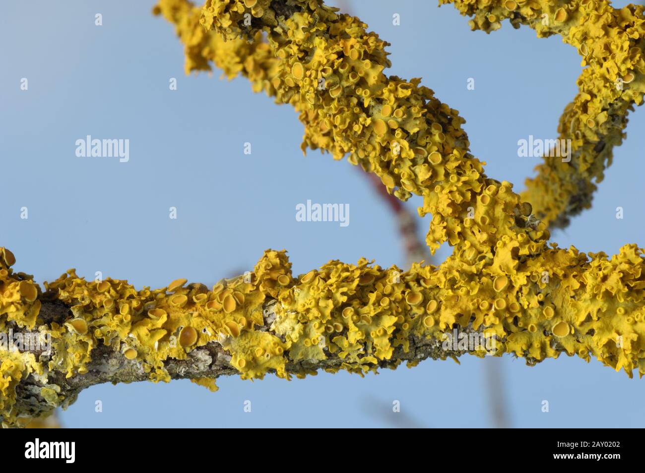 Common orange lichen Stock Photo