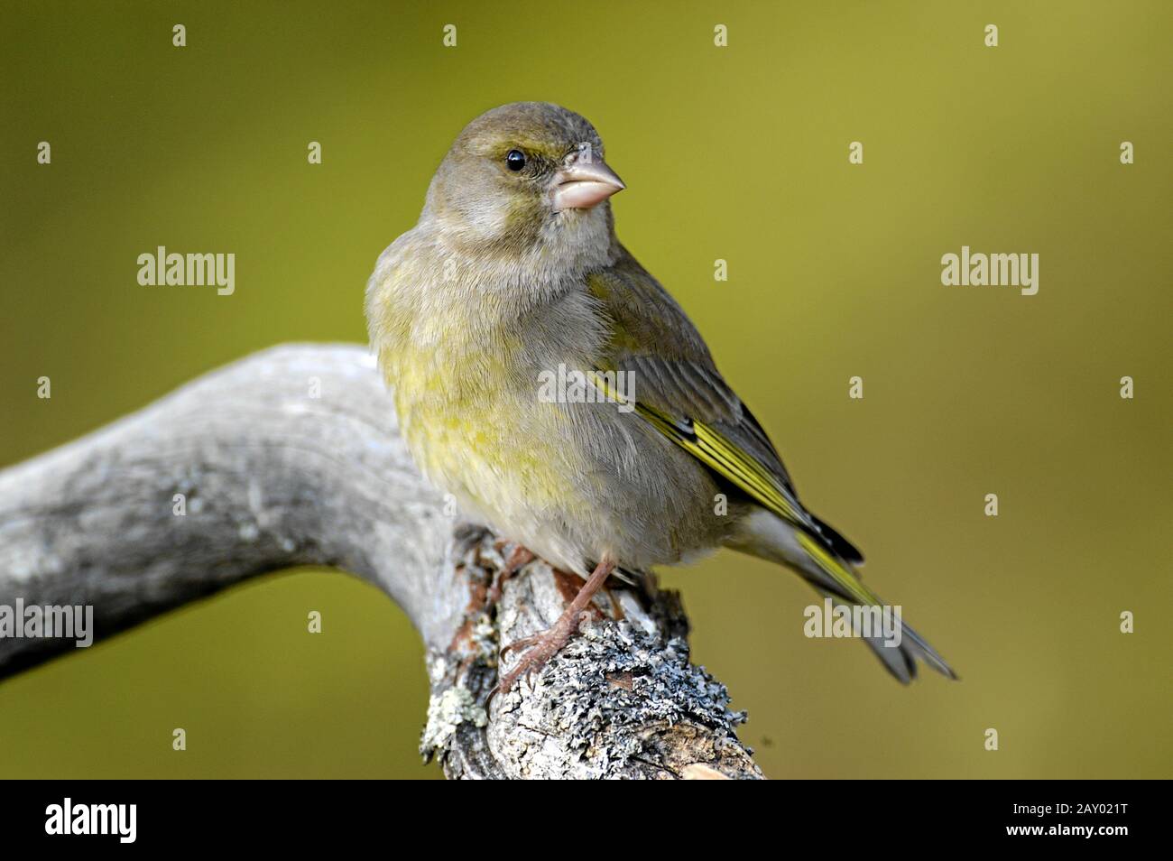 Greenfinch, Carduelis chloris, Gruenfink, Gruenling, Europa, europe, Tiere, animals, Finken, finches, Singvoegel, songbirds, Vog Stock Photo