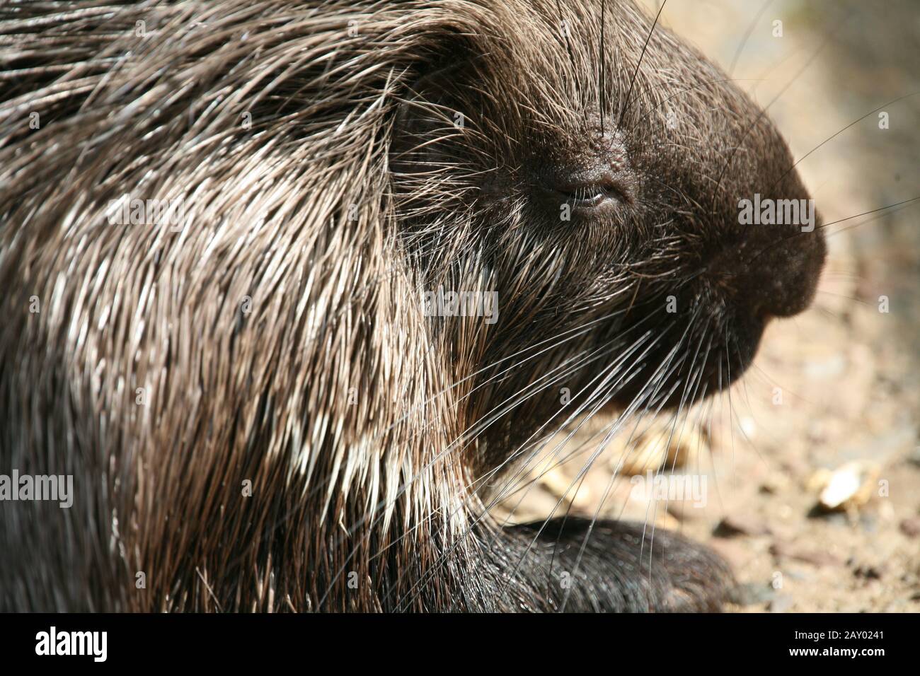 porcupine Stock Photo