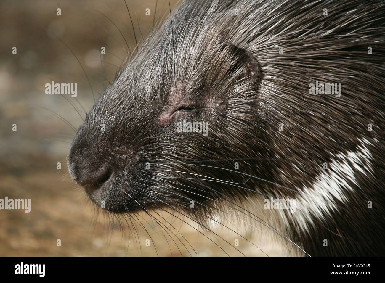 porcupine Stock Photo