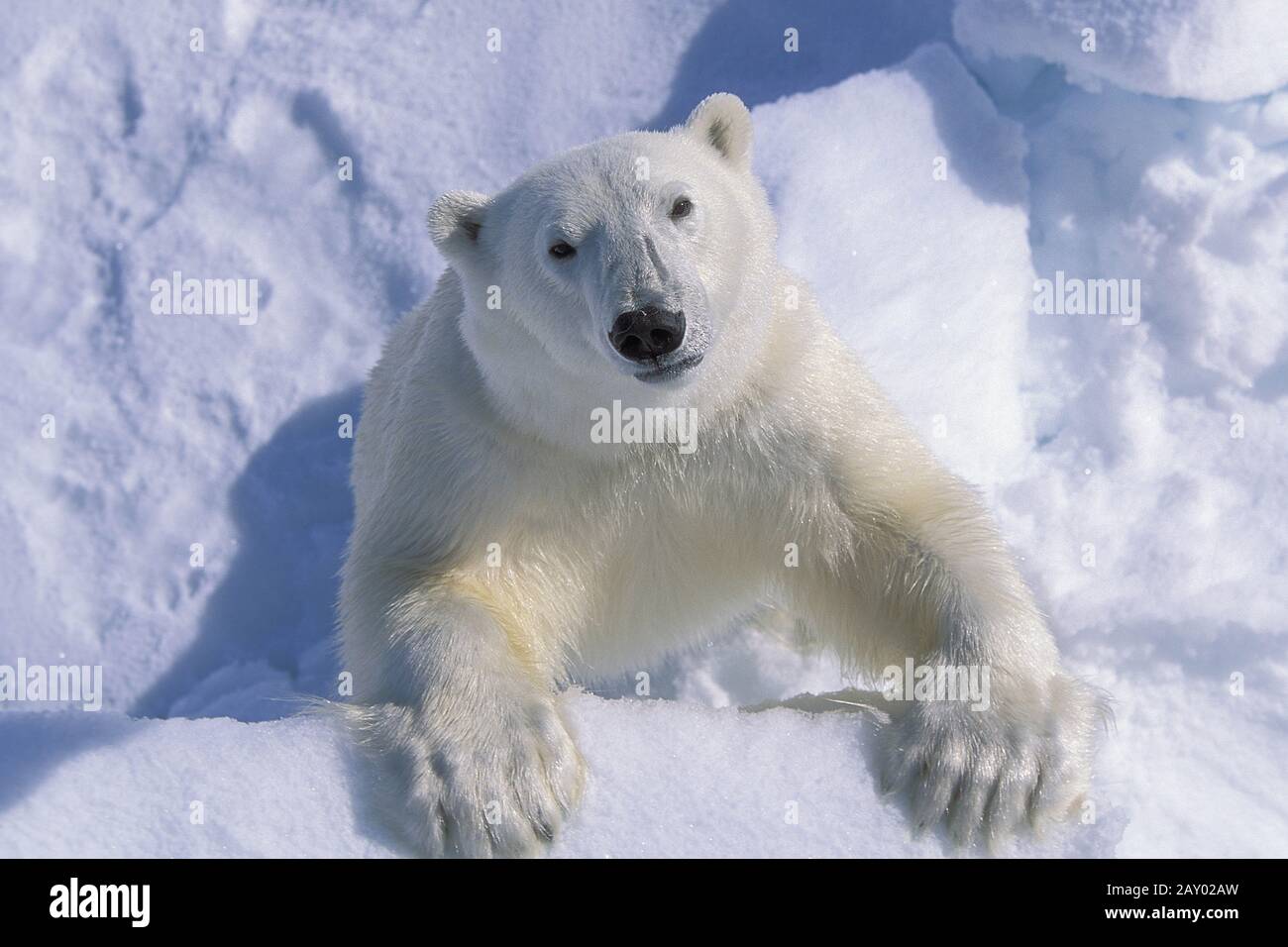 Polar bear, Eisbär, Ursus maritimus, Spitzbergen, Svalbard, Norway Stock Photo