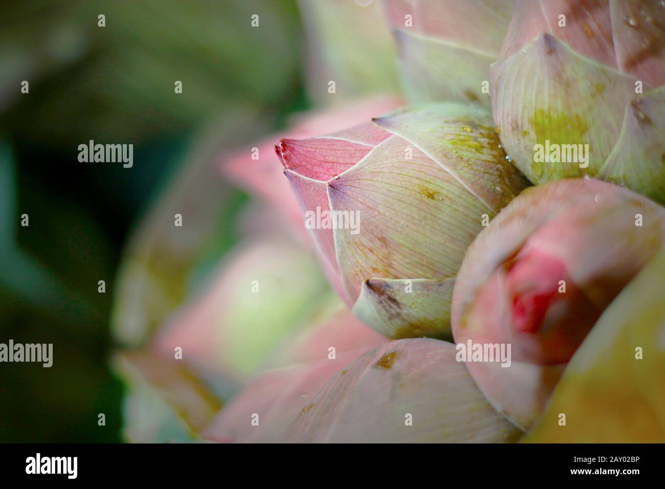 close up of bunch of lotus flower’s bud Stock Photo