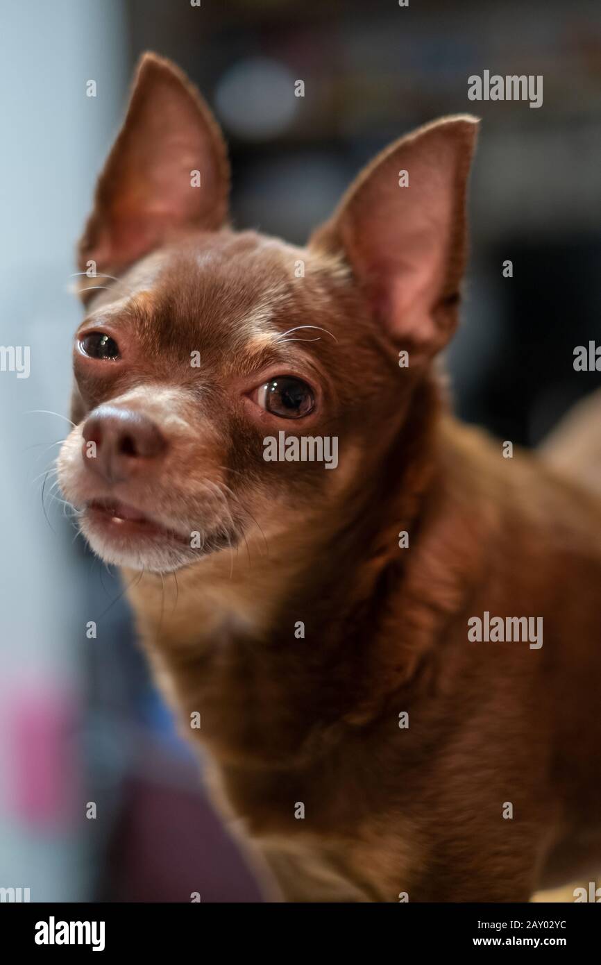 Cute brown dog with big ears Stock Photo
