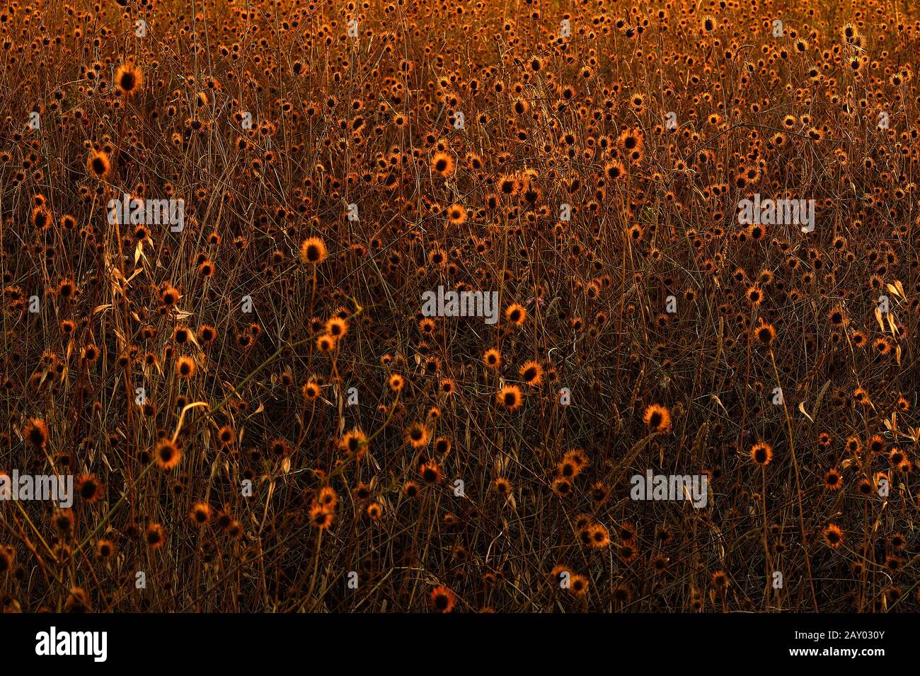 Background of field of round flowers illuminated by the dawn of a golden light, Collserola, Catalonia Stock Photo