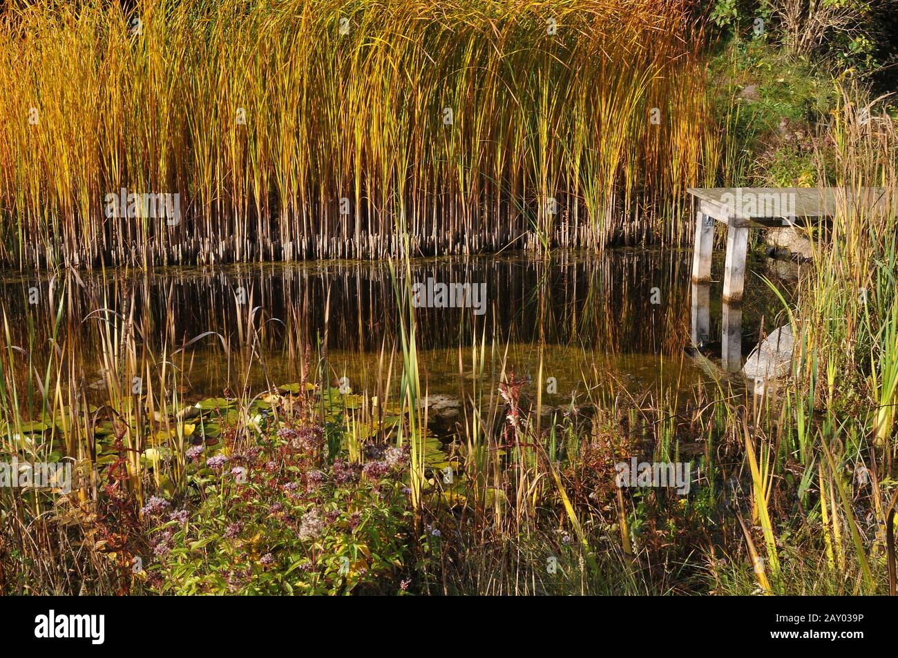 Autumnal pond hi-res stock photography and images - Alamy