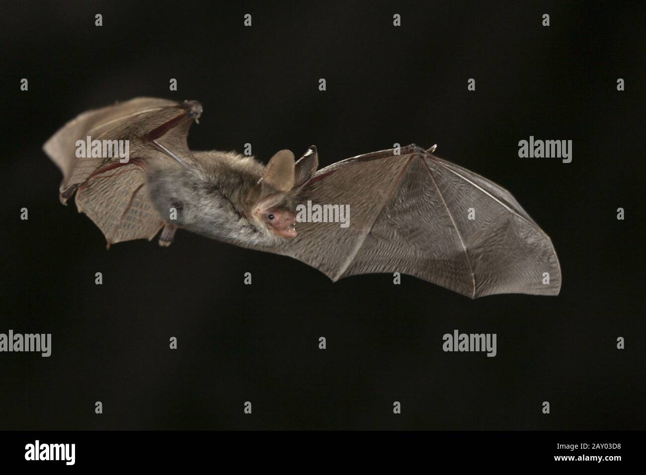 Bechstein Fledermaus, Myotis bechsteinii, bechsteins bat Stock Photo