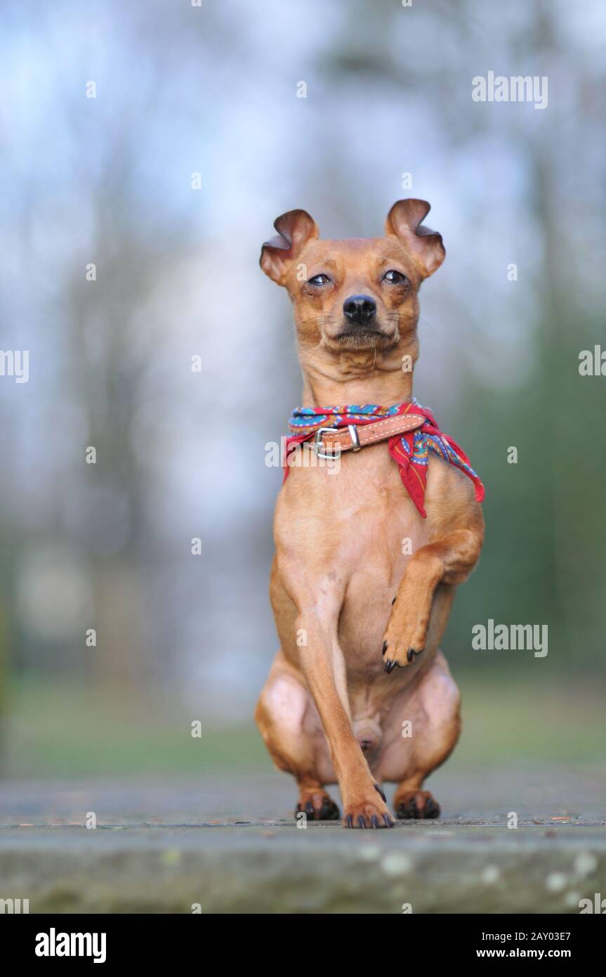 Pinscher with attitude Stock Photo