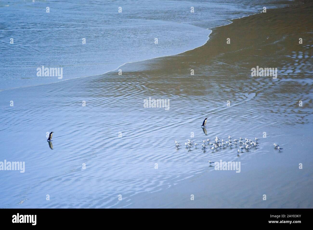 gelbaugenpinguin, megadyptes antipodes, neuseeland, suedinsel, otago, yellow-eyed penguin, new zealand, south island, otago Stock Photo