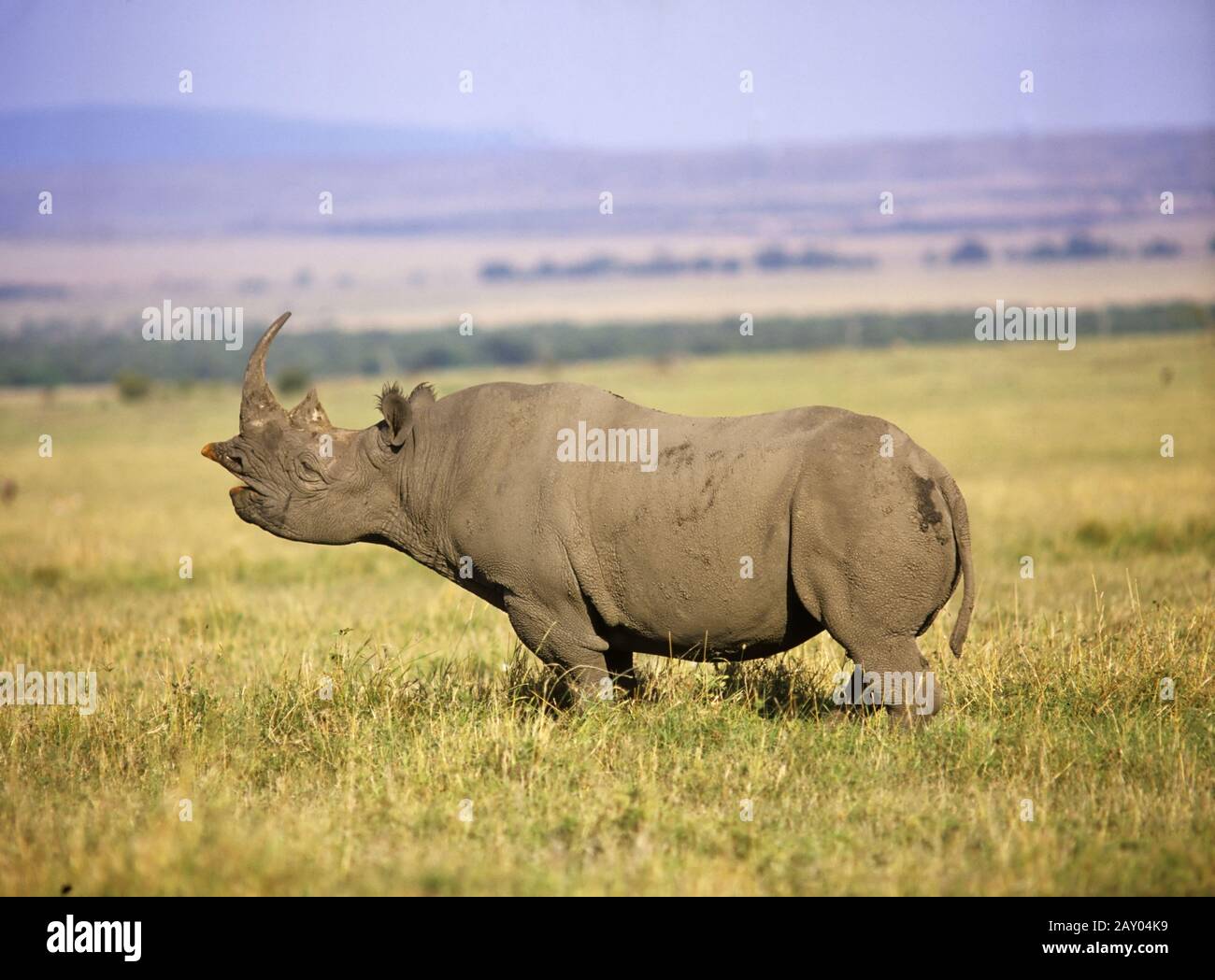 Spitzmaulnashorn, Diceros bicornis, Black-Rhinoceros, Masai Mara, Ostafrika, East-Africa Stock Photo
