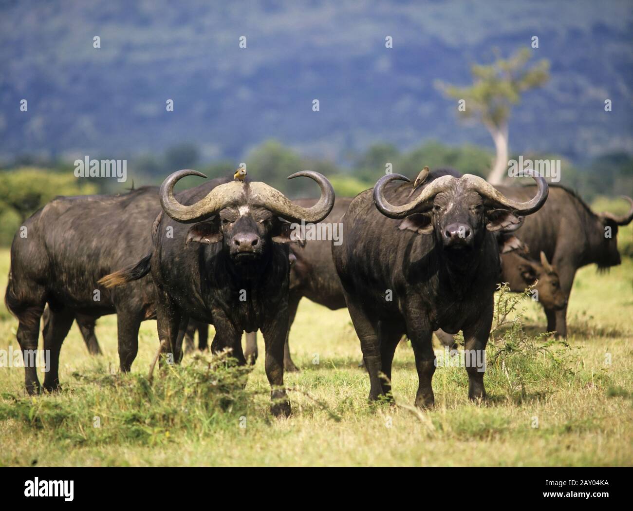 Kaffernbueffel hi-res stock photography and images - Alamy