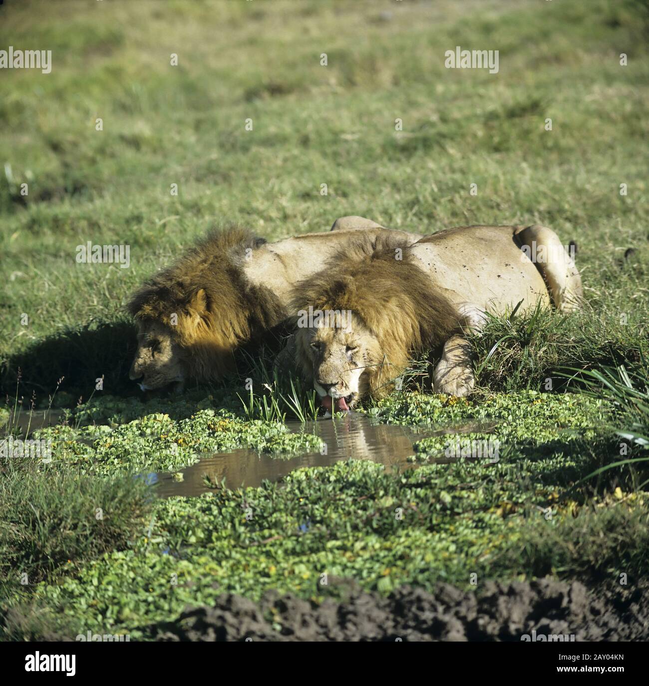 Loewe, Maennchen, am Wasserloch, Panthera leo, lion, male, billabong Stock Photo