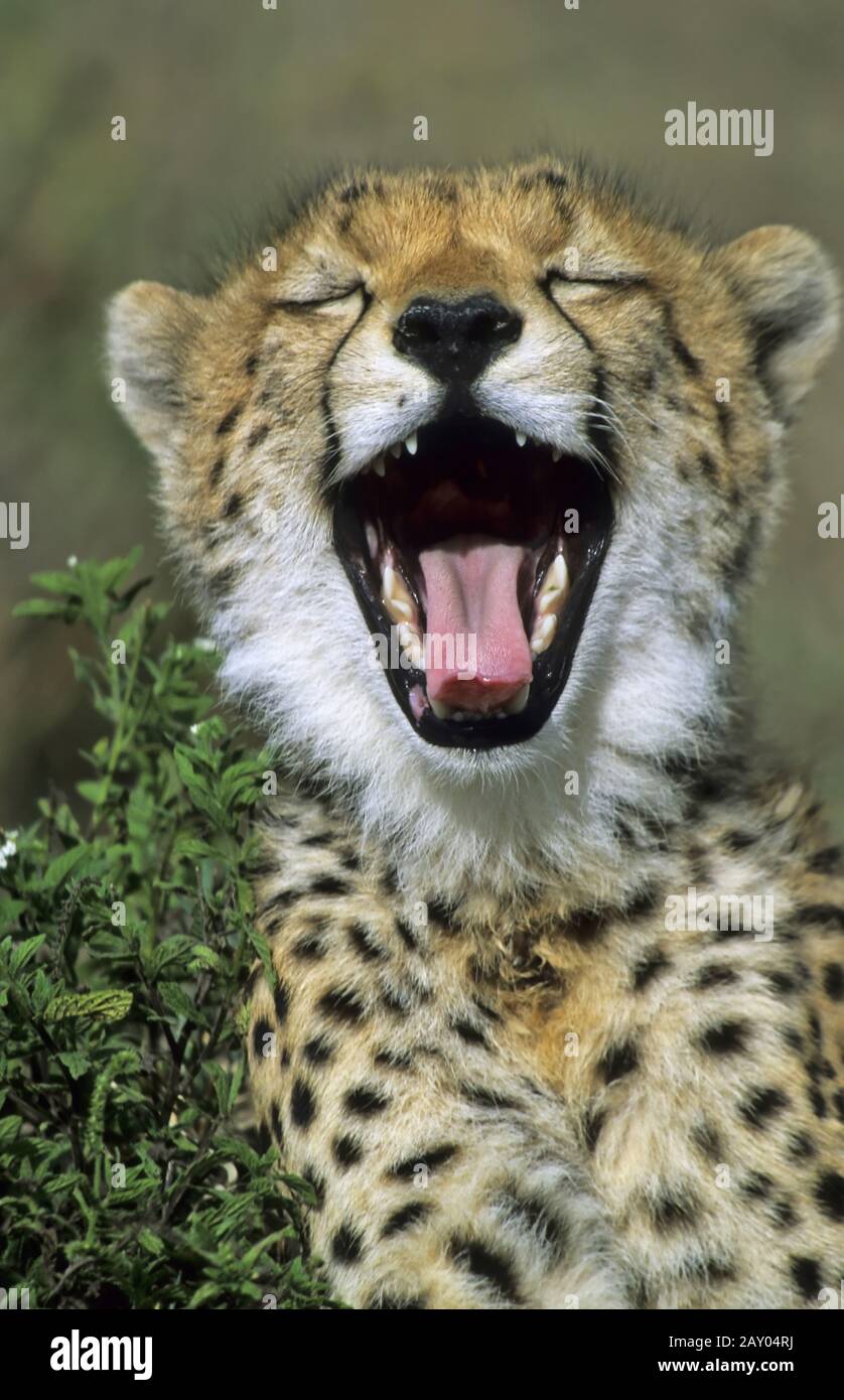 Gepard, Jungtiere, Acinonyx jubatus, Cheetah, kitten Stock Photo