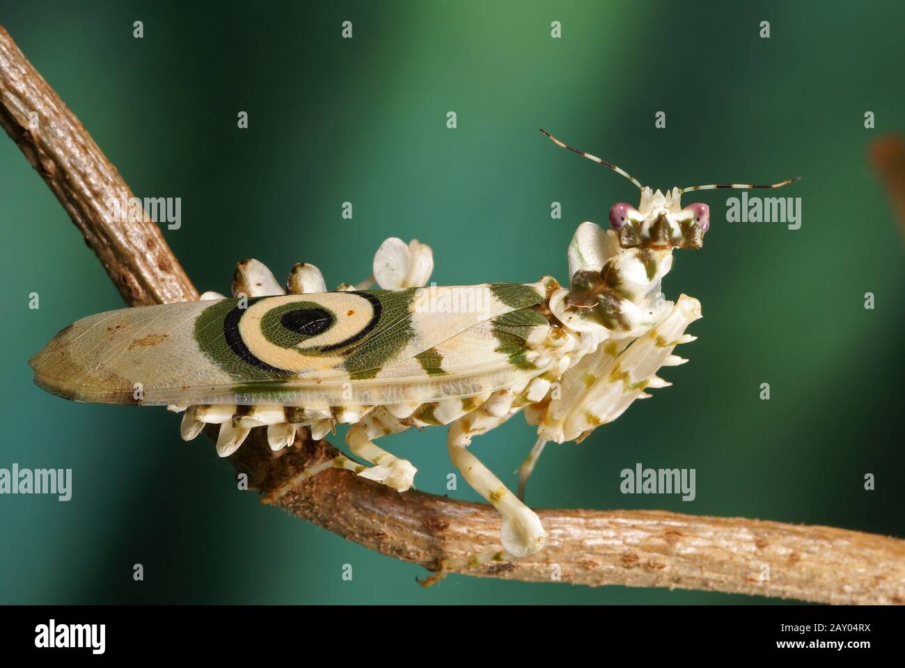 Afrikanische Bluetenmantis, Pseudocreobotra wahlbergi, Spiny flower mantis Stock Photo