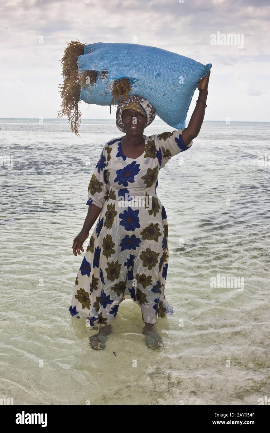 A woman carries freshly harvested seaweed in a sack on her head Stock Photo