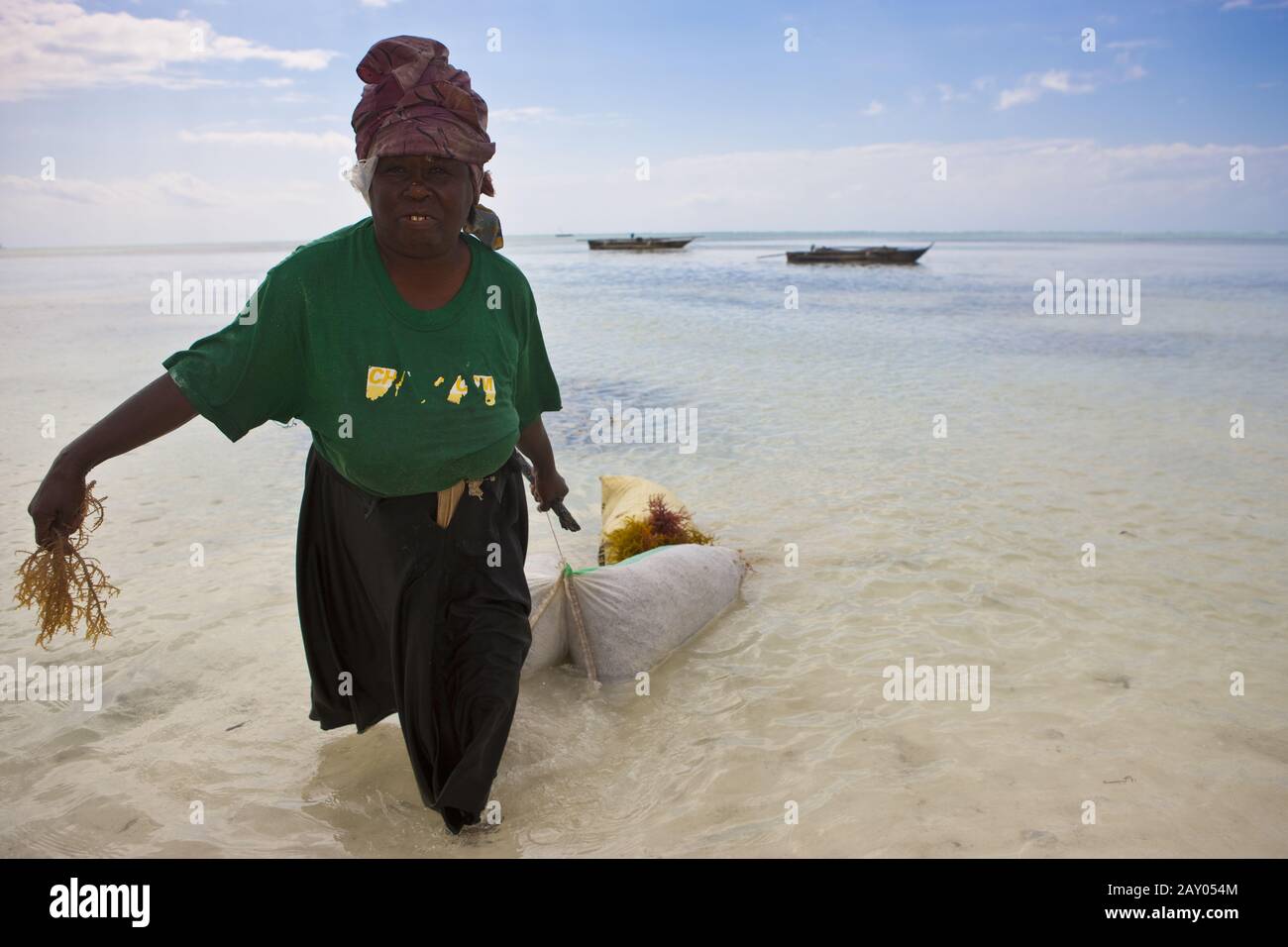 A woman pulls freshly harvested seaweed in a sack from the sea Stock Photo