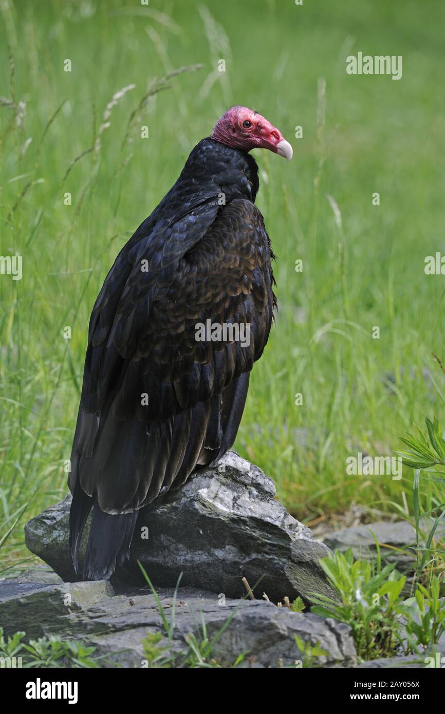 asian king vulture, Pondicherry vulture, Sarcogyps calvus Stock Photo