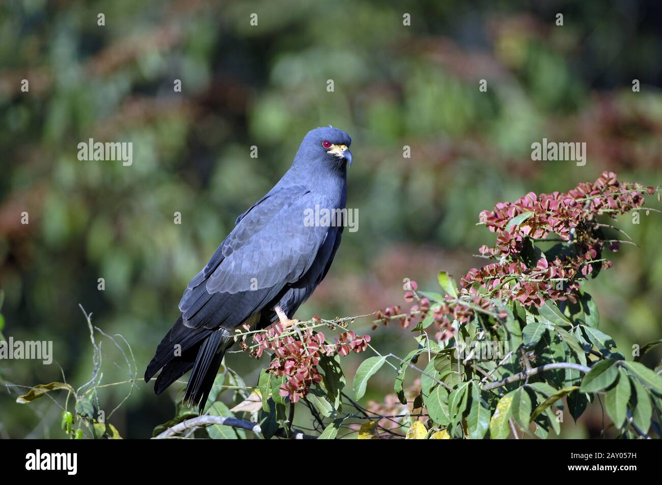 Everglade kite or snail Kite, Rostrhamus sociabilis Stock Photo Alamy