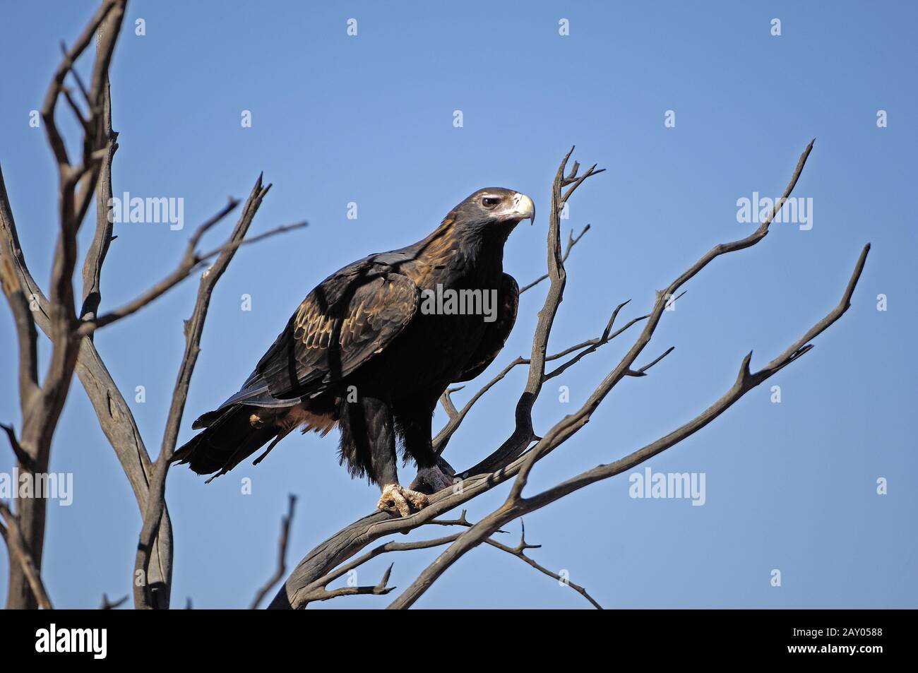 Eaglehawk, wedge-tailed eagle, Aquila audax Stock Photo