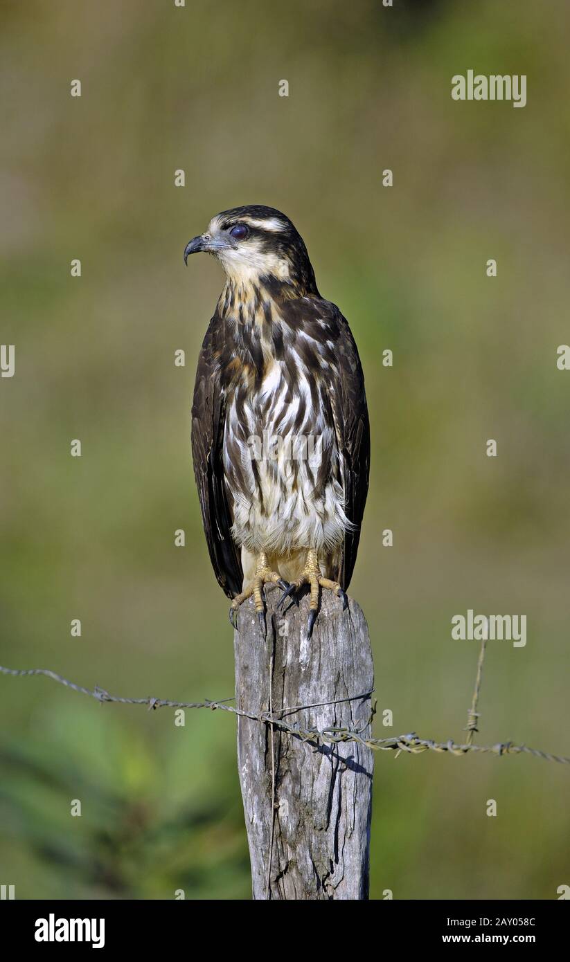 Everglade kite or snail Kite, Rostrhamus sociabilis Stock Photo Alamy