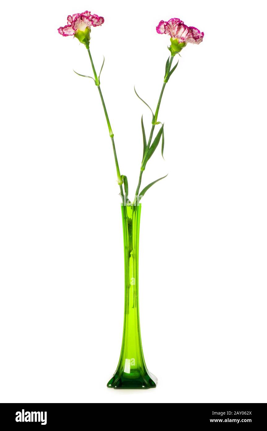 Red carnation isolated on the white background Stock Photo - Alamy