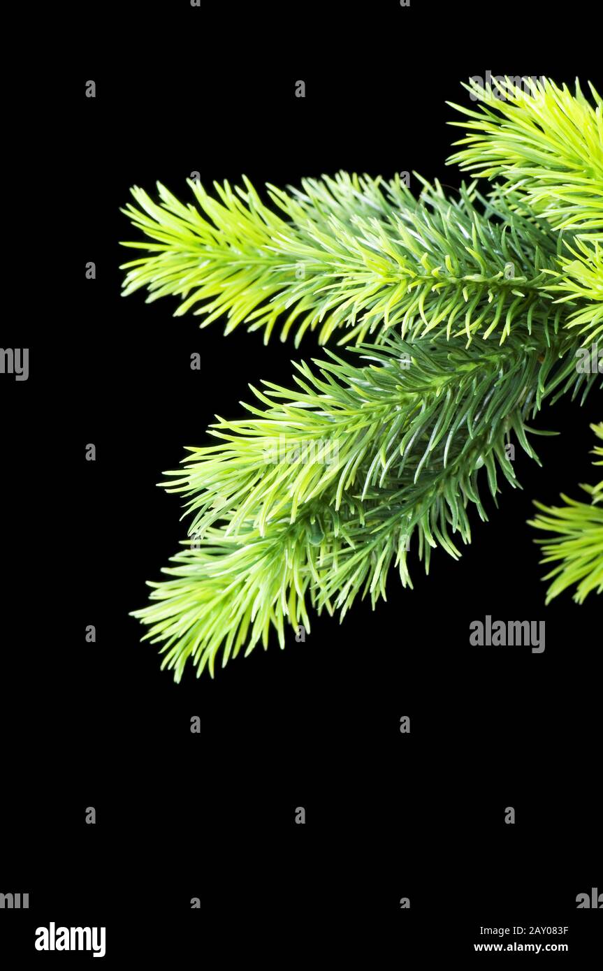 Christmas tree isolated on the black background Stock Photo - Alamy