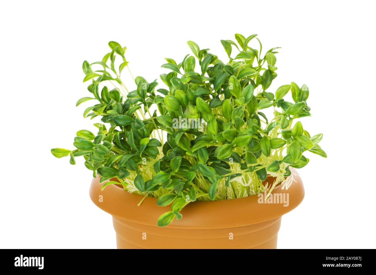 Green seedlings growing in the clay pot Stock Photo Alamy