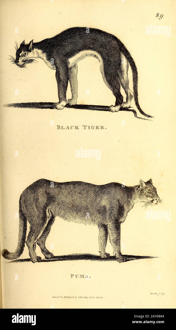 puma 1848 puma 1848