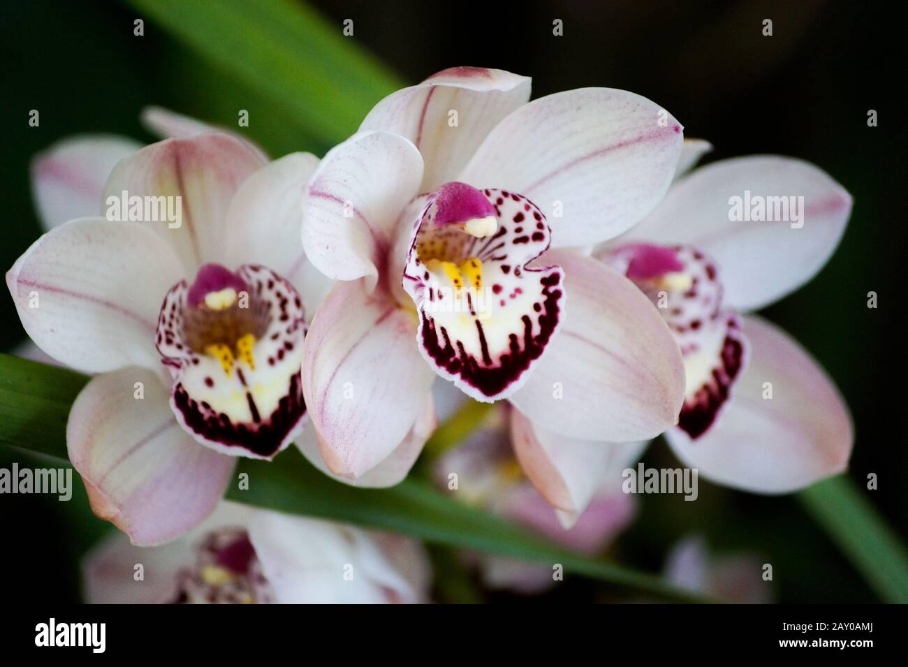 White orchids with pink details with dark green background Stock Photo ...