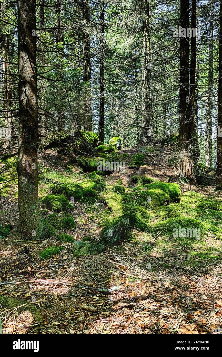 The primeval forest with mossed ground and old branches - HDR Stock Photo