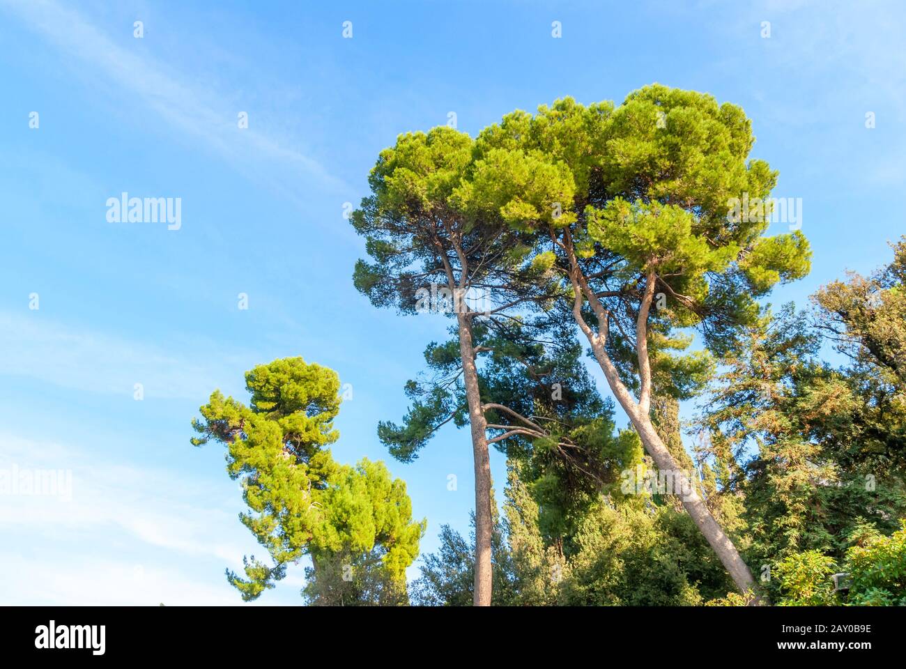 The stone pine, botanical name Pinus pinea, also known as the Italian stone pine, umbrella pine and parasol pine. Stock Photo