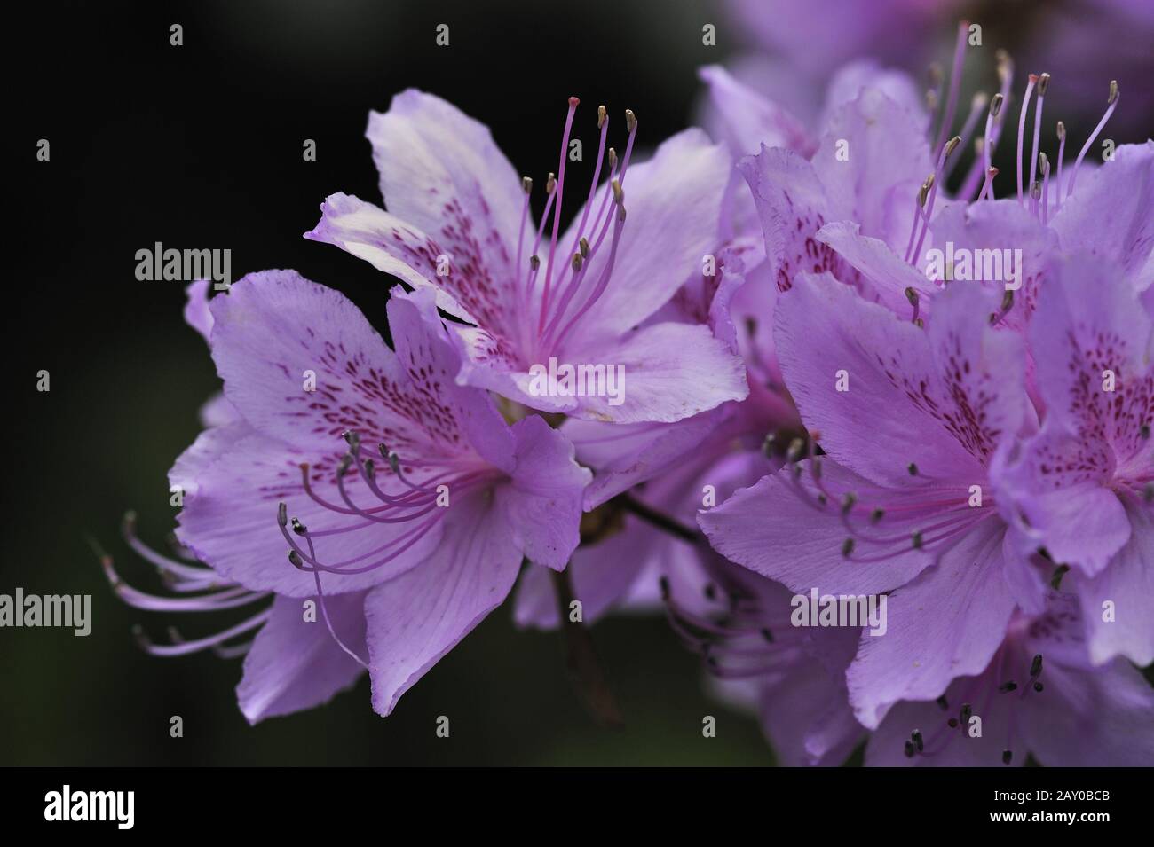 Rhododendron Obtusum Stock Photos Rhododendron Obtusum Stock