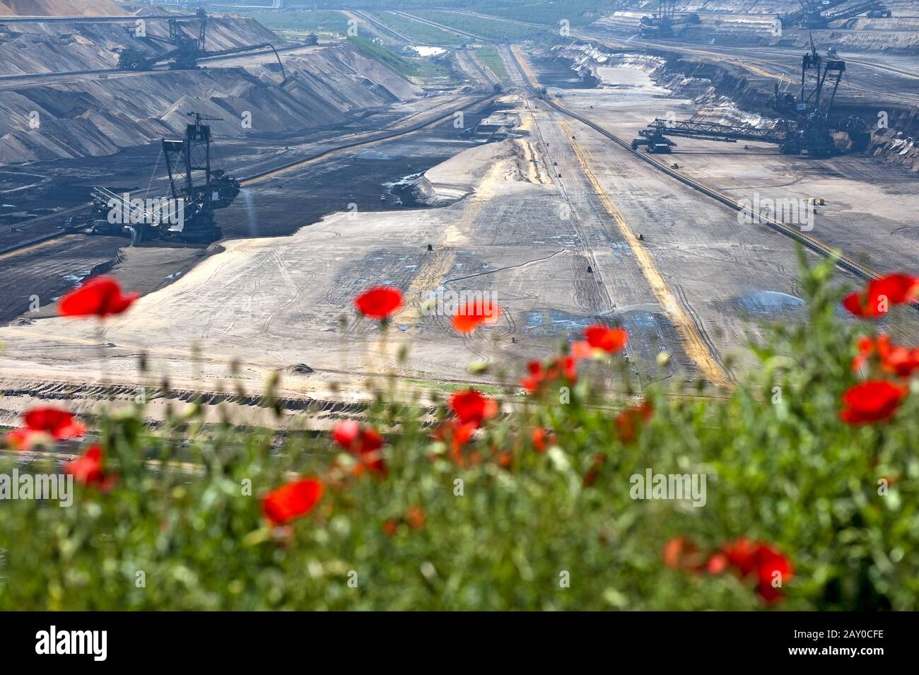 Poppies on the edge of the Garzweiler opencast mine Stock Photo