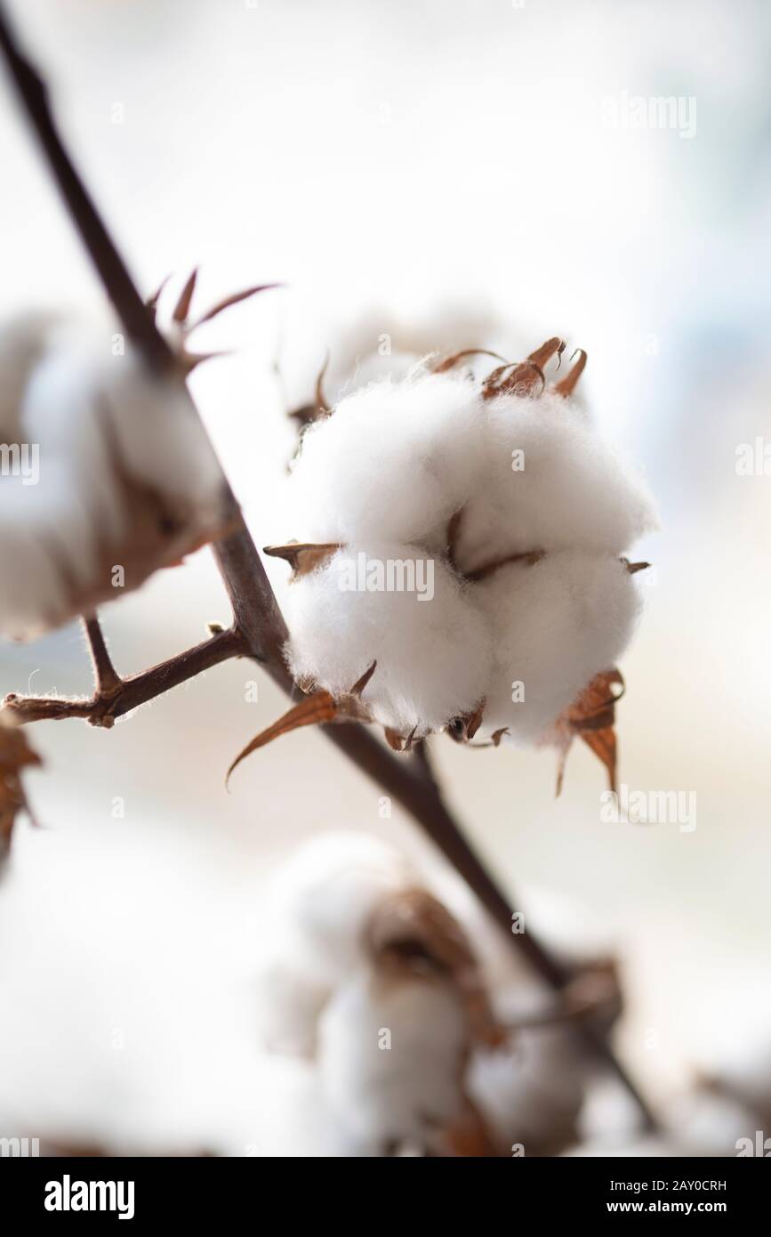 Close Up of Stalks of a Cotton Plant Stock Photo Alamy