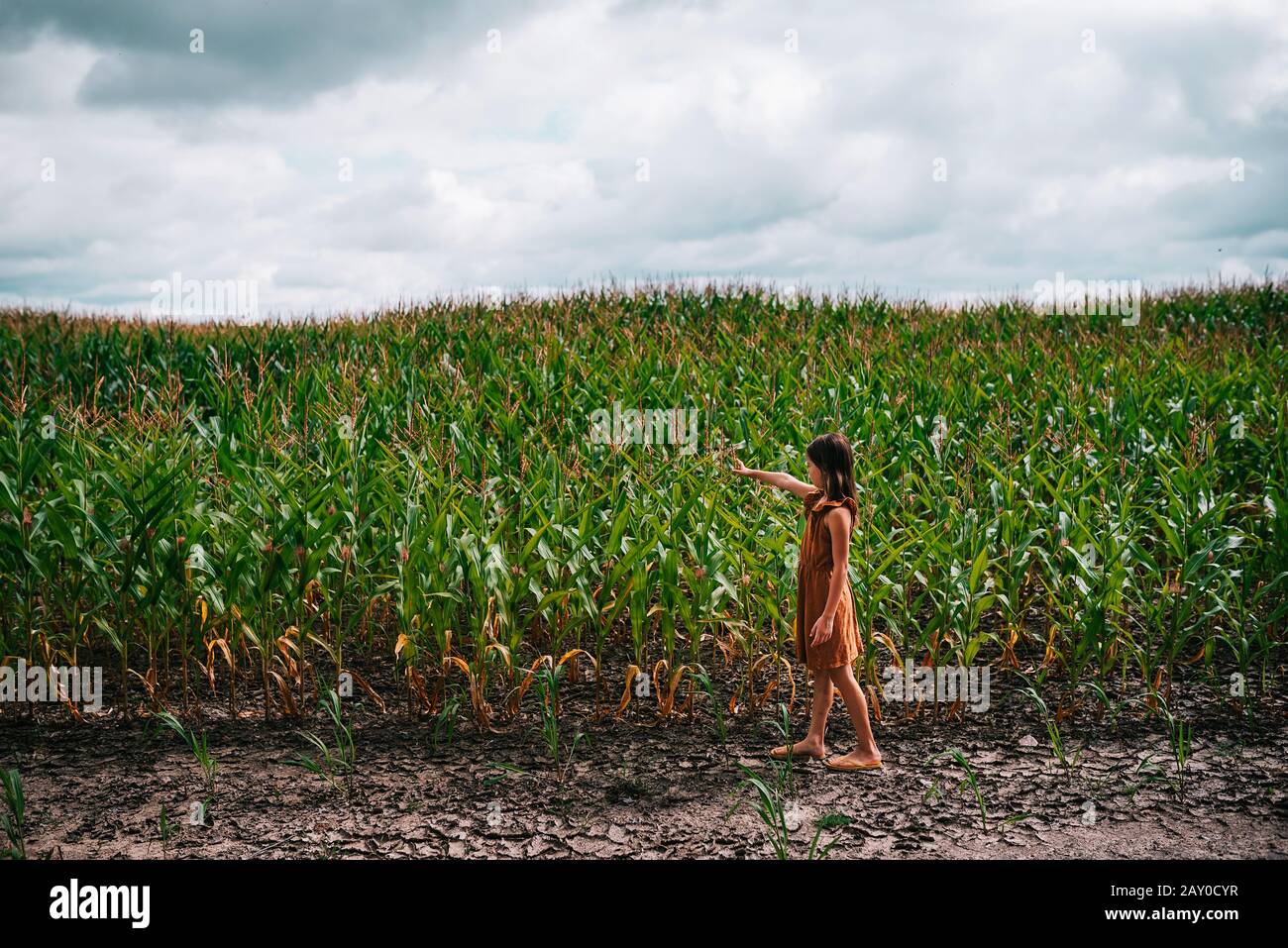 Portrait of a girl in a corn field touching a plant, USA Stock Photo