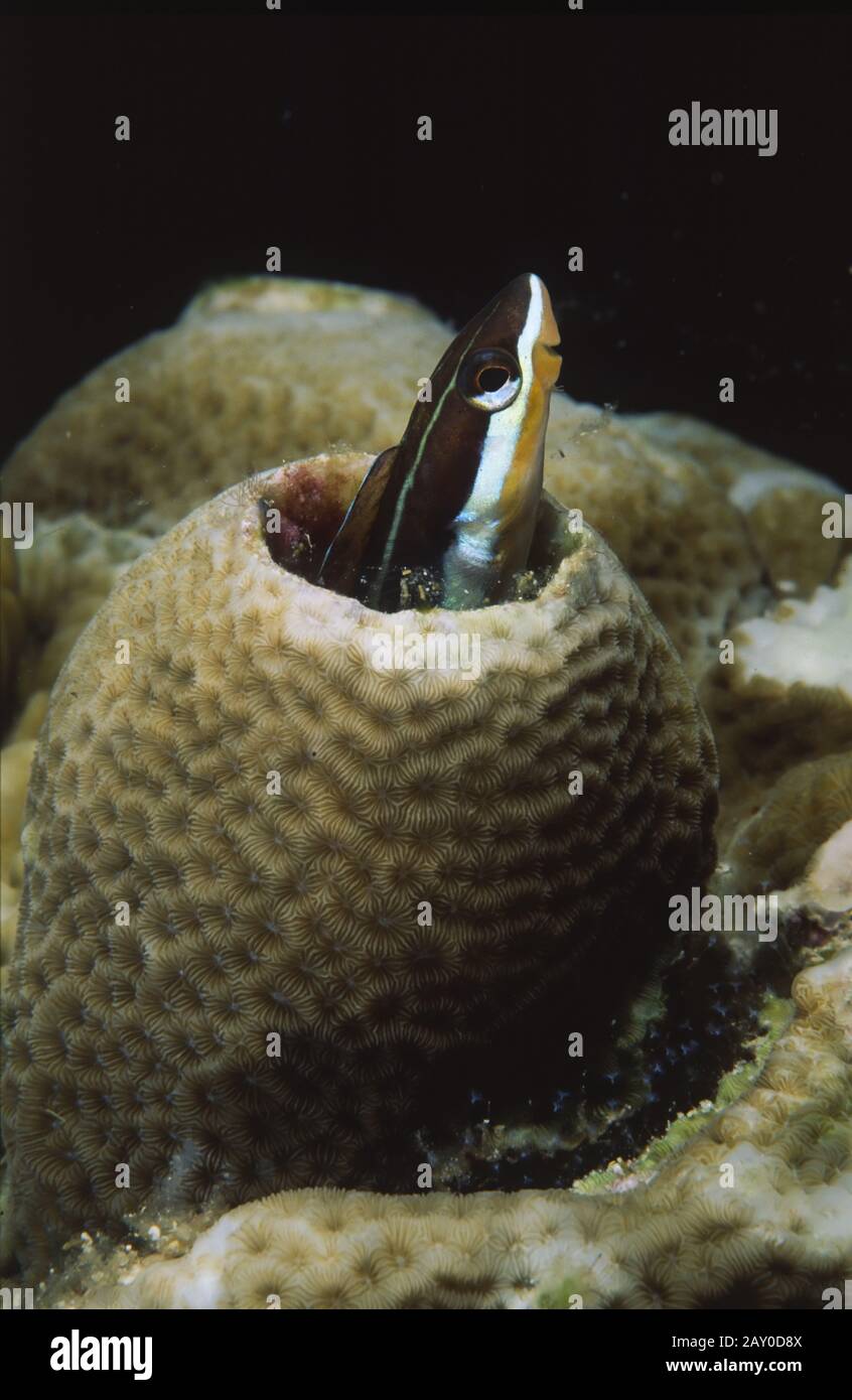 Augenstreif-Saebelzahnschleimfisch, Meiacanthus atrodorsalis, Wakatobi, Indonesien, Asien, forktail blenny, Indonesia, Asia Stock Photo
