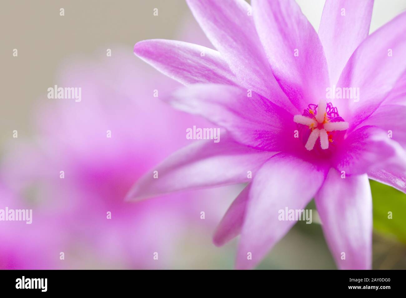 Easter cactus Stock Photo