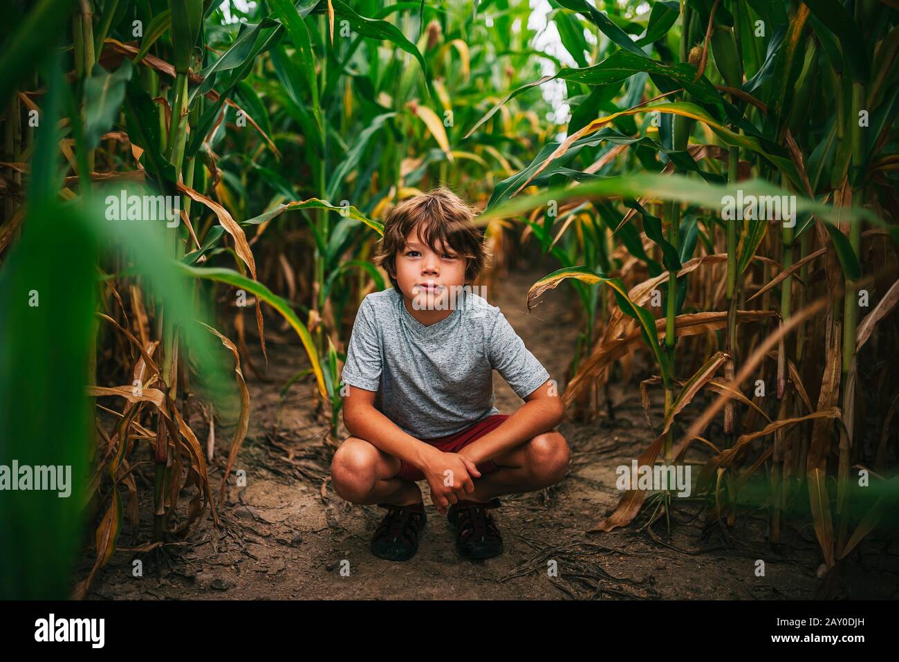 Portrait of a boy crouching in a corn field, USA Stock Photo