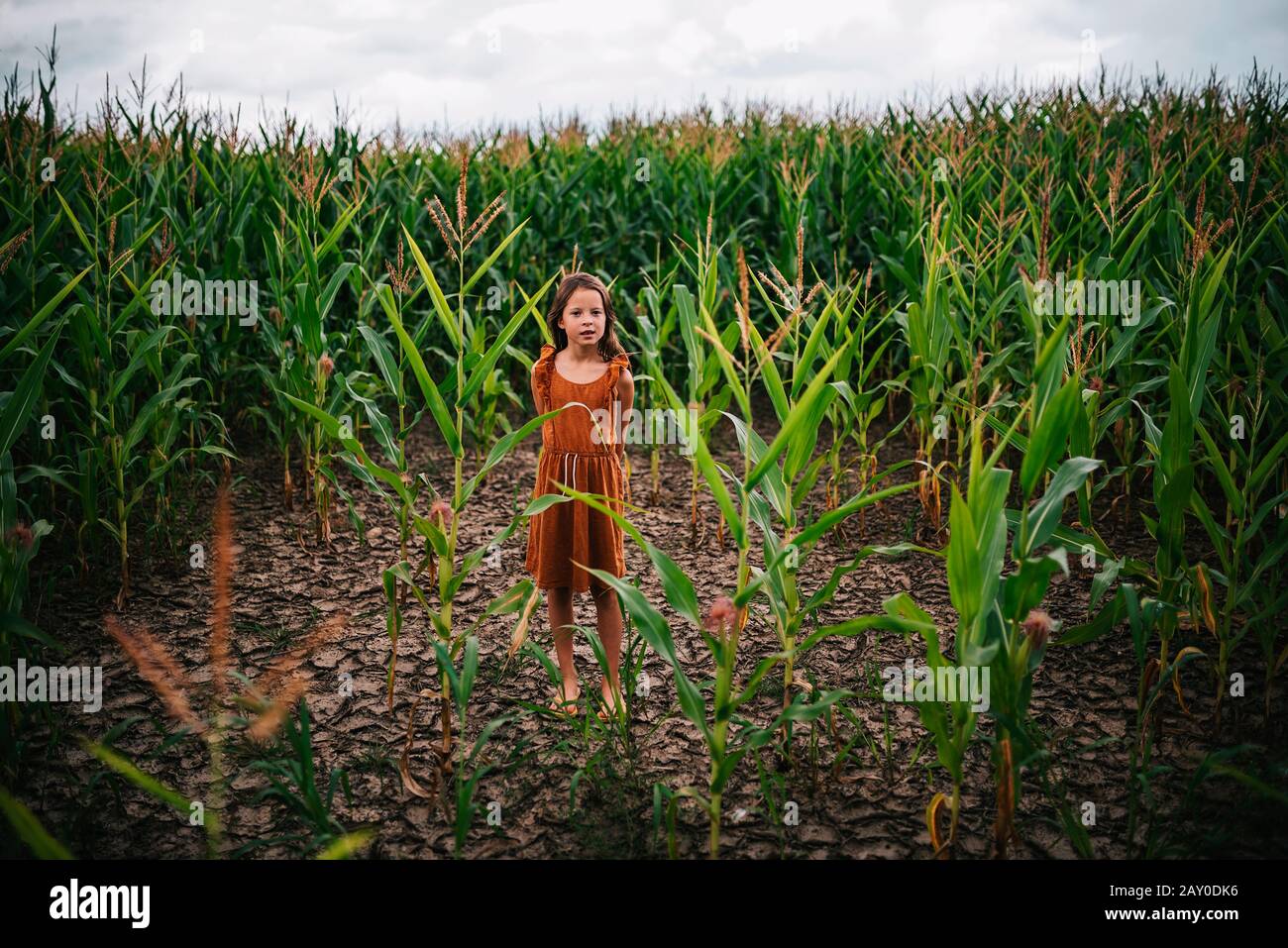 Girl standing in a corn field, USA Stock Photo