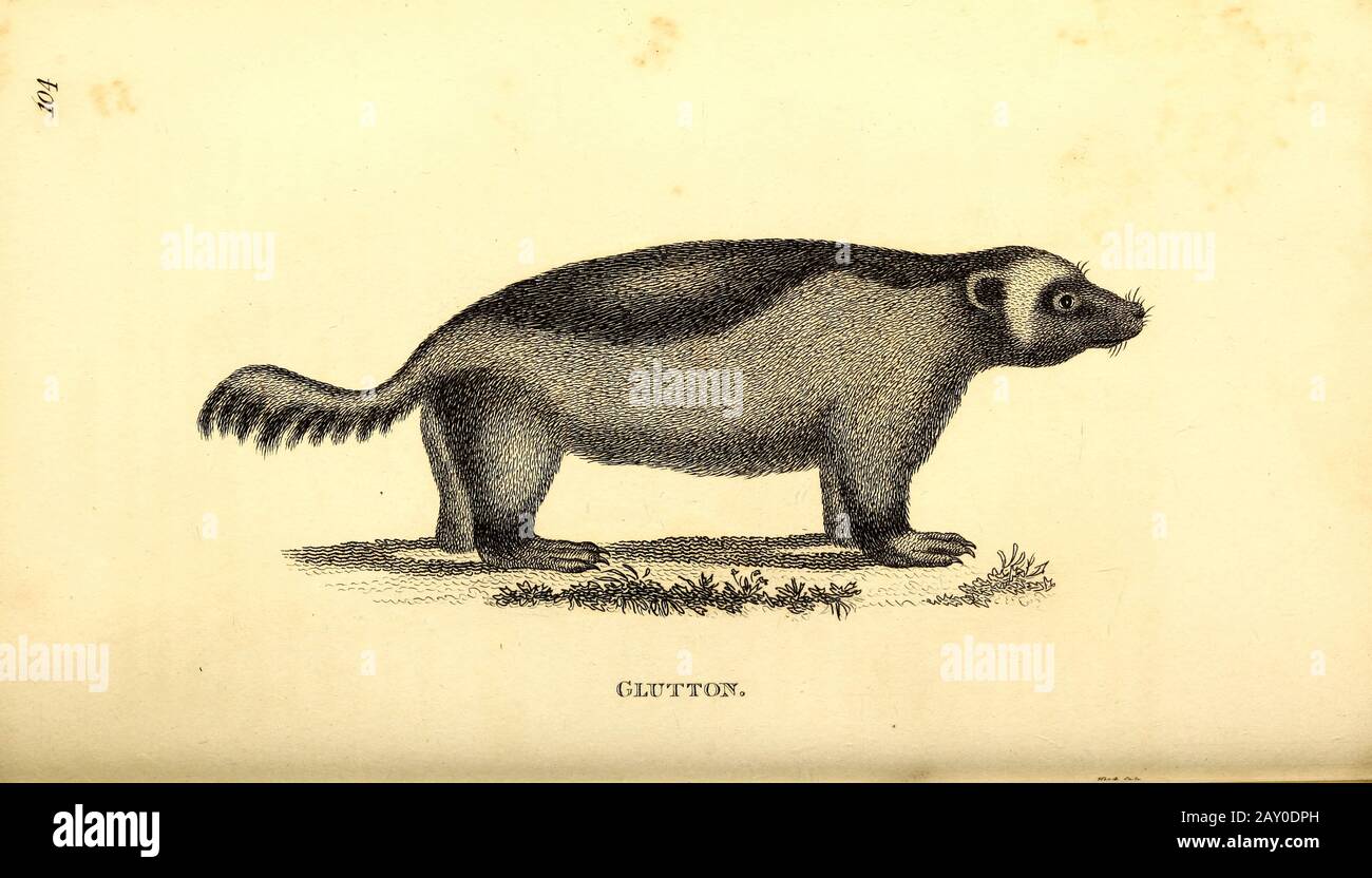 Wolverine (Glutton) from General zoology, or, Systematic natural history Part I, by Shaw, George, 1751-1813; Stephens, James Francis, 1792-1853; Heath, Charles, 1785-1848, engraver; Griffith, Mrs., engraver; Chappelow. Copperplate Printed in London in 1800. Probably the artists never saw a live specimen Stock Photo