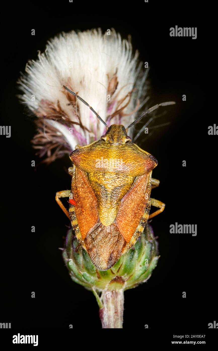 Northern fruit bug (Carpocoris fuscispinus) - Carpocoris fuscispinus Stock Photo