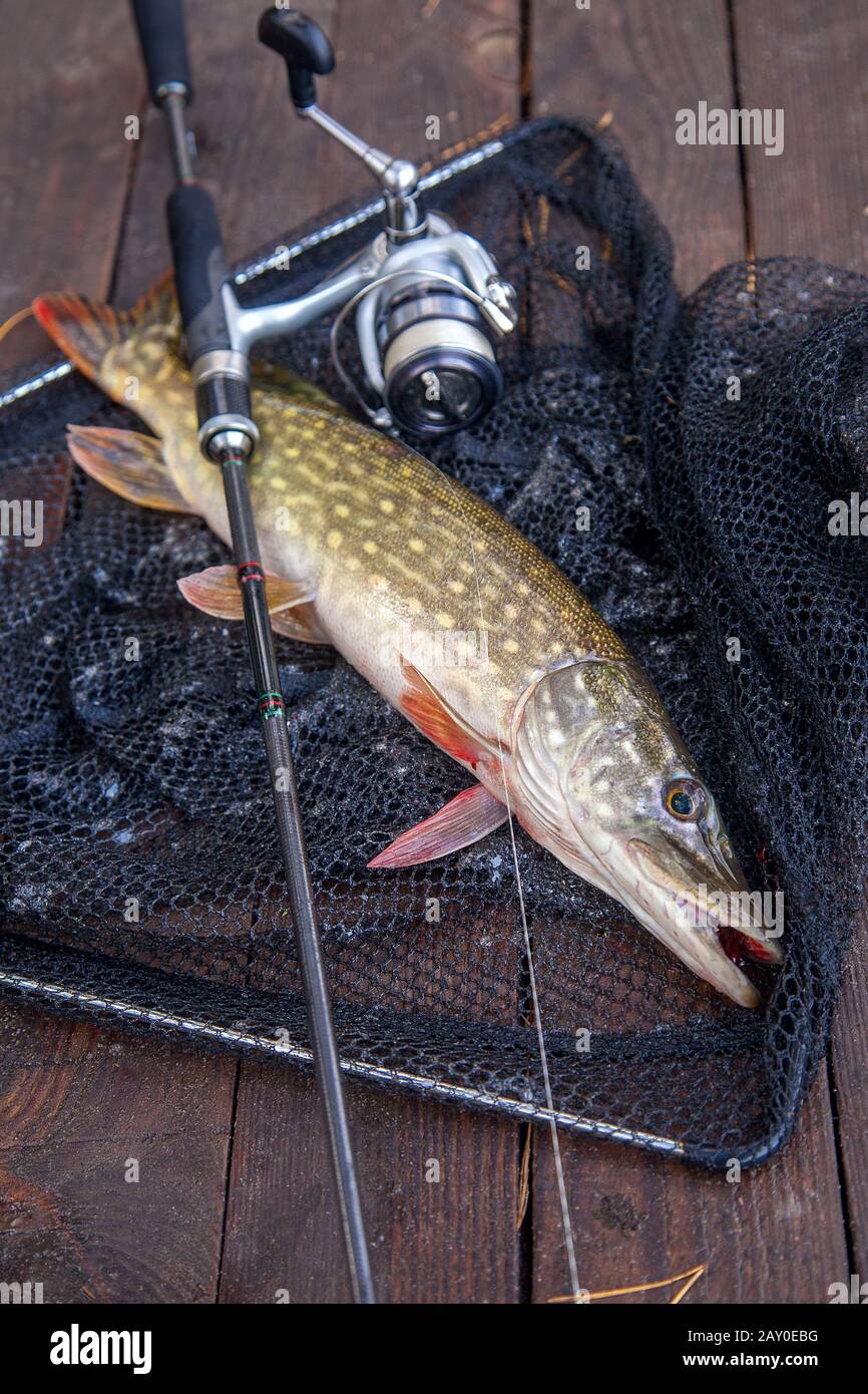 Freshwater Northern pike fish know as Esox Lucius and fishing rod with reel  lying on vintage wooden background with yellow leaves at autumn time. Fish  Stock Photo - Alamy