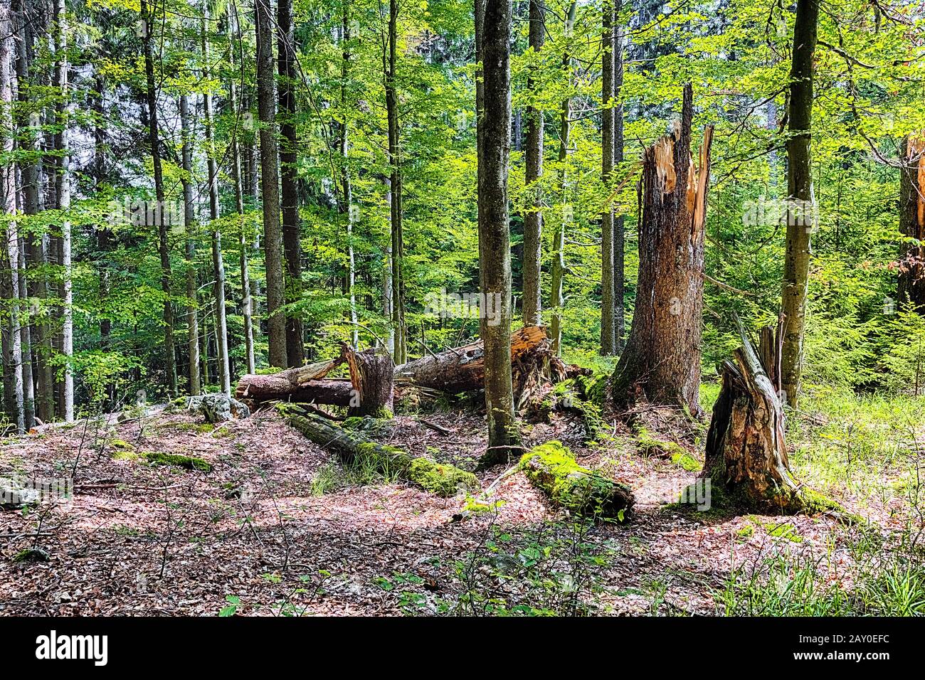 The primeval forest with mossed ground and old branches - HDR Stock Photo